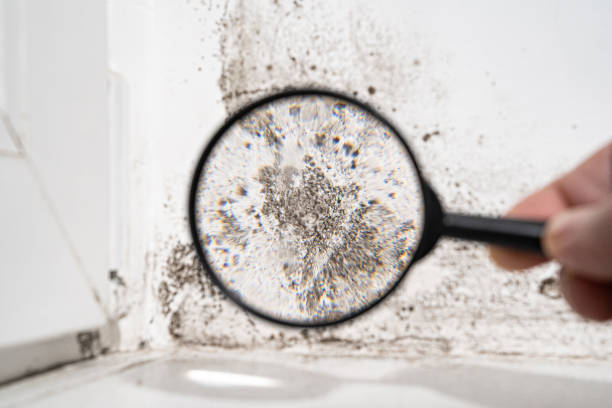 Best Forensic Mold Investigation  in St Bernard, OH